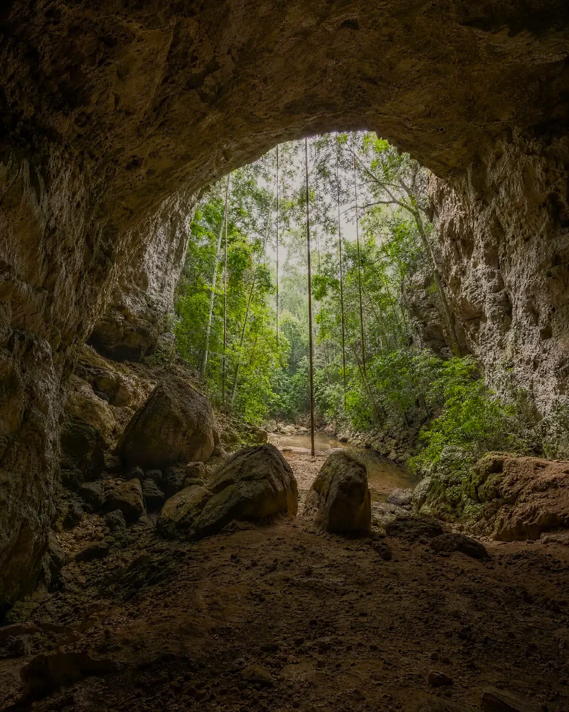 Looking out from inside a limestone cave through its arched opening into the jungle