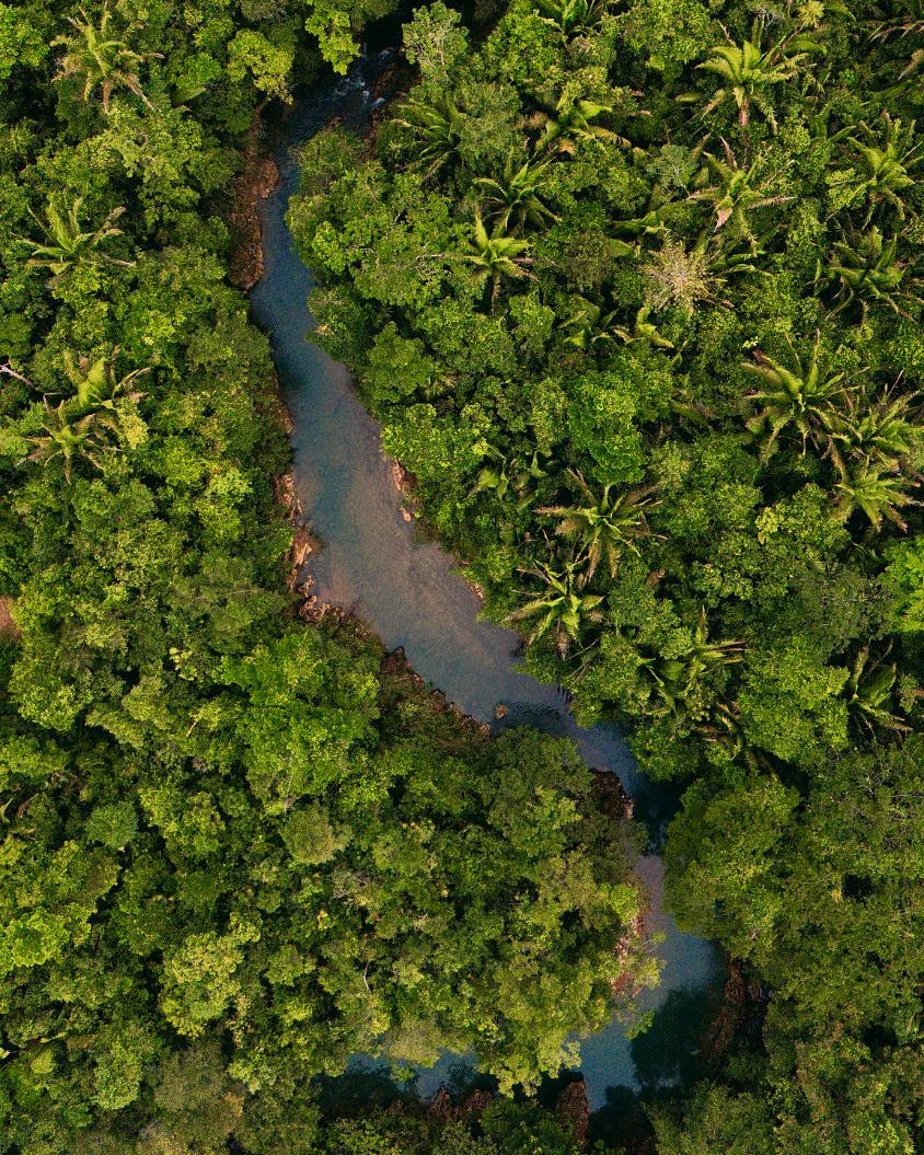 Aerial view of a river winding through dense tropical forest